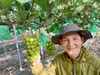 산지직송 고당도 샤인머스켓 2kg(3송이) : 섬진강별빛농장