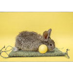 티모시랜드 고정형 티모시건초 매트XL 토끼매트 기니피그 친칠라 : 작은 친구들