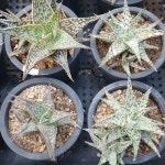 알로에 하이브리드 가스테알로에 크리스마스캐롤 키우기 쉬운 다육식물 선인장 : 머치고개정원