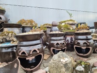 [직접 제작] 웃고 있는 항아리 3호 : 바위솔전문 애농팜 야생화