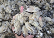 산지직송 통영 생굴 1kg 김장굴 무침 깐굴 알굴 : 통영 83수산