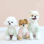 이츠독 오가닉 포레스트 나그랑 티셔츠 핑크 그린 : 도그러브