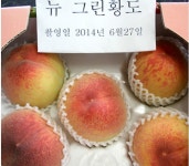 뉴그린황도 복숭아 접목1년 : 그린농원스마트팜