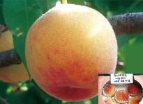 뉴그린황도 복숭아 접목1년 : 그린농원스마트팜