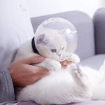 고양이 강아지 목욕 마스크 집사 보호 마스크 : 나르디카샤