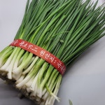[제주점순이네]제주도 깐쪽파  손질쪽파 5kg 2kg 1kg : 제주점순이네