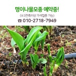 명이나물모종 5-11년근 이상, 울릉도품종 산마늘 봄모종 : 윤건윤채농원