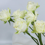 마르샤 마르시아 하얀장미 화이트장미 로즈 생화 도매 택배 주문 배송 꽃 정기구독 배달 야곱의정원 : 야곱의 정원