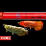 마인 MAYIN 13000K 태닝등 아로와나 금용 홍용 발색 과배 고배 수중등 92cm : 쁠샵