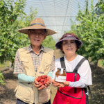 수제 보은 대추청 대추고 대추차 1kg 좋은효능 대추라떼 수제청 과일청 숙이네농원 대추담 : 대추담