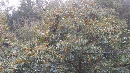 의성 산골 햇 감 5KG : 성자골 우리농장