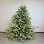 샬롬 웨딩 크리스마스 무장식 트리 180CM : 수와정