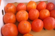 의성 산골 햇 감 5KG : 성자골 우리농장