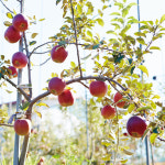 사과 아리수 꿀사과 영동 추풍령 홍로 햇사과 중과 5kg 10kg : 이로운푸드마켓