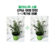 올리브나무 소품 2개세트 올리브나무묘목 겨울식물 화초 모종 : 나만의화원
