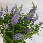 베로니카 - 연보라(긴꼬리) / 고속터미널꽃시장, 꽃도매, 계절꽃, 서리풀플라워 : 서리풀플라워