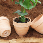 대성식물 이태리 이탈리아 토분 빈티지 분갈이 고급 수입화분 스탠다드 살구 13호 : 대성식물