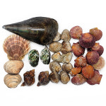 다이버수산 알찬구성 7종 2kg 모듬조개세트 : 다이버수산