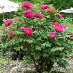 목단 6지이상 겹꽃 뿌리묘 개화주 꽃 나무 모란 : 대영나무마켓