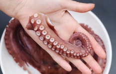 문어 자숙문어 돌문어 활문어 당일잡은 제수용 남해 숙회 : 시골상회