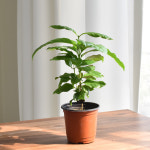 실내공기정화식물 커피나무(식물만) 반려식물 그늘식물 쉬운식물 : 필플랜트