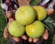 [35과] GAP 산지직송 부유단감 순천 풍전농장 : 풍전농장