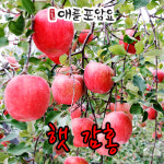 2024년 감홍 문경 친환경 국내산 햇 사과 [10월15일부터 순차발송] : 애플포암요농장