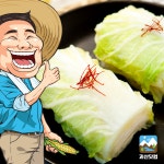 태성절임배추작목반 | 작목반장 괴산 절임배추 20kg 절인배추 : 괴산닷컴