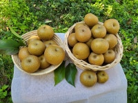 2025년 햇돌배! 산지직송!!! 정가네 진미농원 돌배 백운산돌배 참돌배 생과 !!!   돌배즙용 돌배청용 10kg : 정가네 진미농원