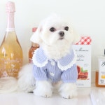 피크닉 강아지가디건 마이리틀독 애견봄가을의류 : 꼴레트멍멍 스토어