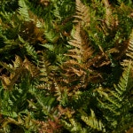 홍지네 고사리 어텀펀 (Autumn Fern) : 용오름농장