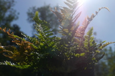 홍지네 고사리 어텀펀 (Autumn Fern) : 용오름농장