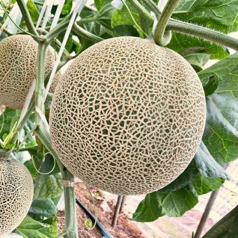 머스크 멜론 곡성 프리미엄 고당도 세트 4kg 8kg : 꿀맛농수산