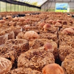 유기농 표고버섯 1kg 생표고버섯 농장 선물세트 : 허니스윗팜