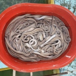 [부산 강용대]산 꼼장어 1kg 기장 자갈치 구이 양념 국내산 미국산 : 인생식당