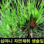 고씨네 생솔잎300g 솔잎300g 야생솔잎 솔잎 솔나무 : 아름드리상점
