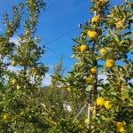 강원도 홍천 시나노골드 못난이사과 노란 황금사과 가정용 선물용 : 달콤한사과이야기
