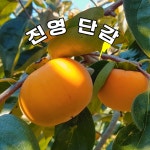 진영단감 가을하늘 첫수확꿀단감 3kg.5kg : 조은농부들