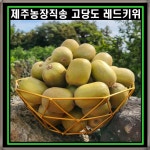 제주농장직송 고당도 천연 비타민 레드키위  중대사이즈 2kg 3kg 5kg : 소중한 우리아기
