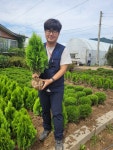 황금측백 나무  50cm 이상 울타리 나무 : 경민농원