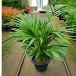 아레카야자( 밥좋아요) : 범수농장