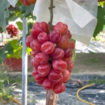 붉게 물든 향긋한 하트포도 마이하트 가정용 1.5kg / 정상품 2kg : 스윗 생츄어리