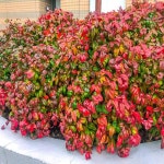 오색 남천나무 왜성 소스랑남천 19cm화분 세종식물원 : 세종식물원