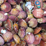 살아있는 제철 국내산 홍가리비 1kg (조개구이 조개찜 해물탕 캠핑요리) : 에이제이푸드