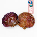 살아있는 제철 국내산 홍가리비 1kg (조개구이 조개찜 해물탕 캠핑요리) : 에이제이푸드