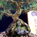 소나무 해송 석부작 분재(C-4) : 꿈꾸는정원 bonsai