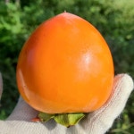 [24년 예약판매]대봉감5kg / 대봉 / 홍시 : 송림감농장