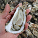 국내산 각굴 당일조업한 석화 굴 구이 찜 생굴 5kg 10kg : 더쏠푸드