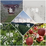 청송GAP사과 껍질째먹는꼭지부사5kg : 청송사과드림농원