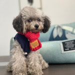 강아지 목도리 고양이 애견 케이프 머플러 반다나 컬러 : 제리공방